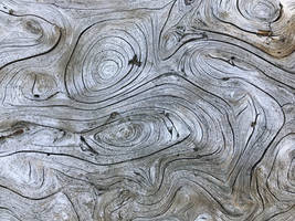 Douglas fir burl surface