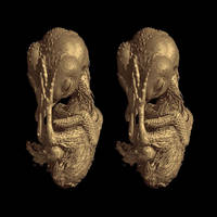 Quail chick, MRI