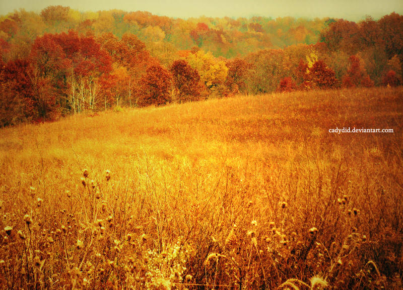 Autumn Fields by cadydid on DeviantArt