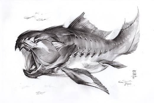 Dunkleosteus 2016