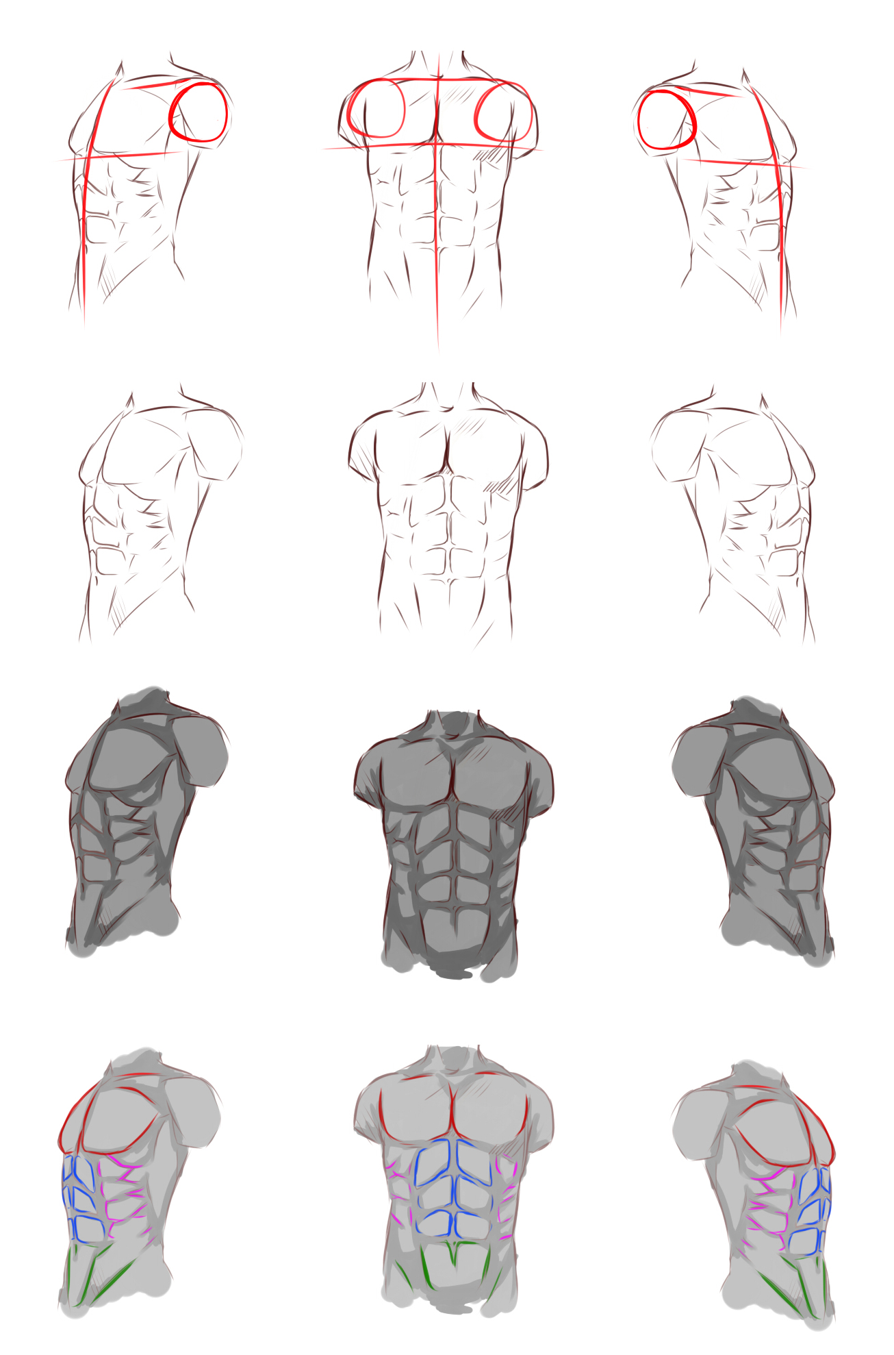 Male anatomy
