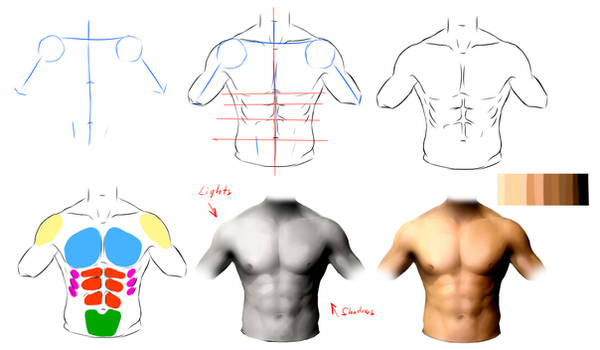 Male anatomy ref