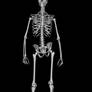 Skeleton 1