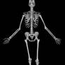 Skeleton 2