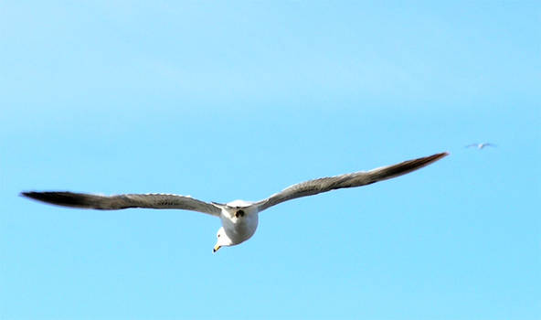 See Gulls Seagulls