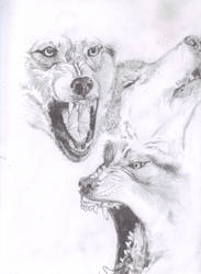 WOLVES