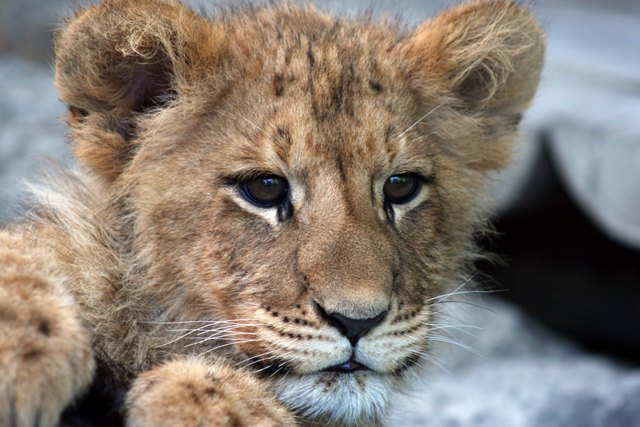 Lion cub