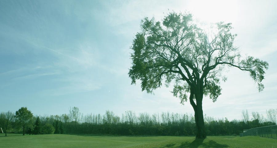 Fading Tree fading tree by glennyW on DeviantArt