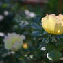 Stock Yellow rose