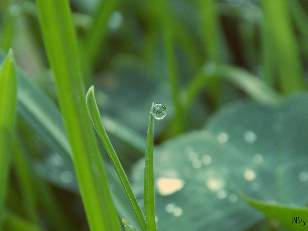 Raindrop 1