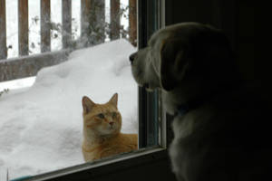 Inside-out Dog meets Cat