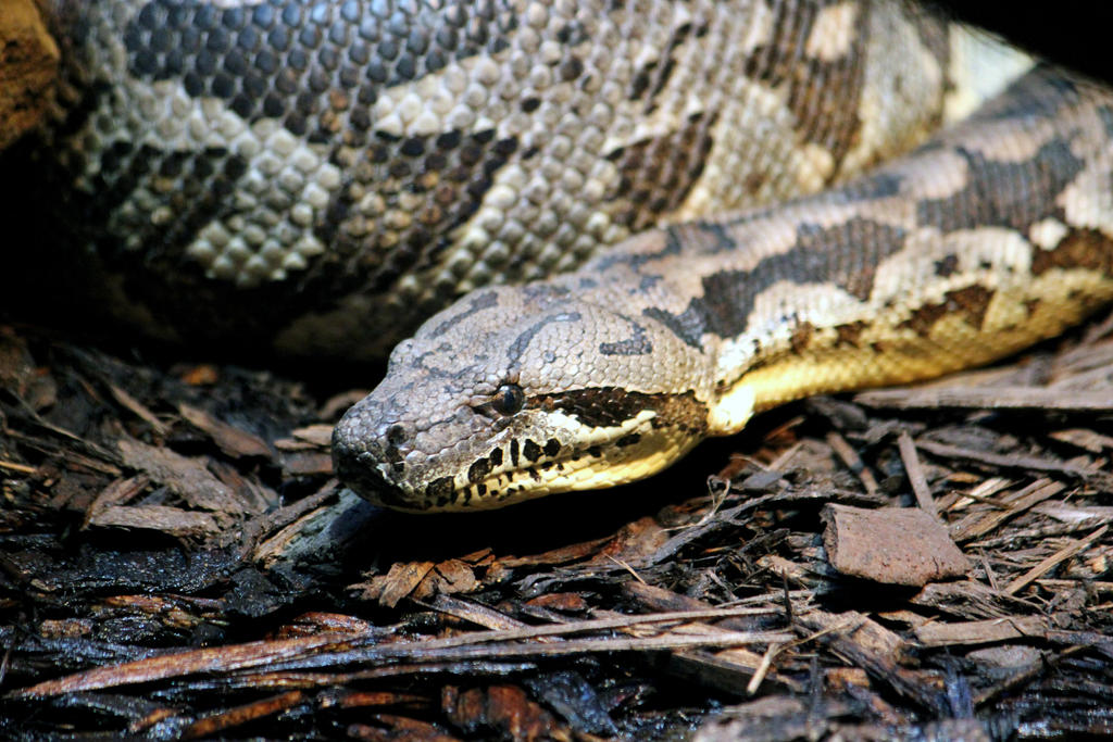 Burmese Python by NikolayBogdev on DeviantArt