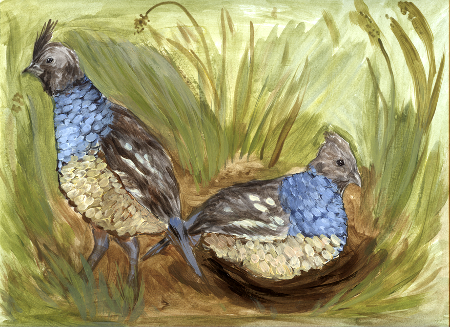 Scaled Quail