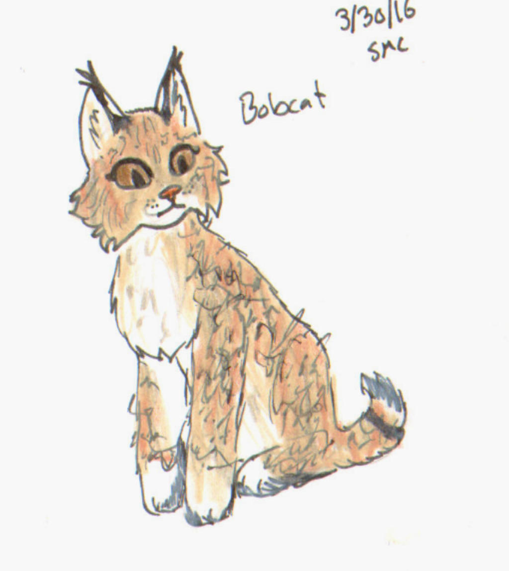 Bobcat by ShoobaQueen on DeviantArt