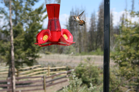 Hummingbird