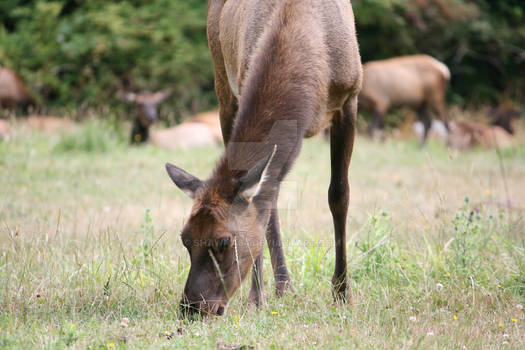 Elk