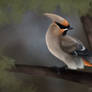 Speedpaint - Bohemian Waxwing