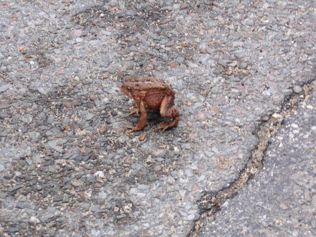 Standing Toad by ElementalSunburst on DeviantArt