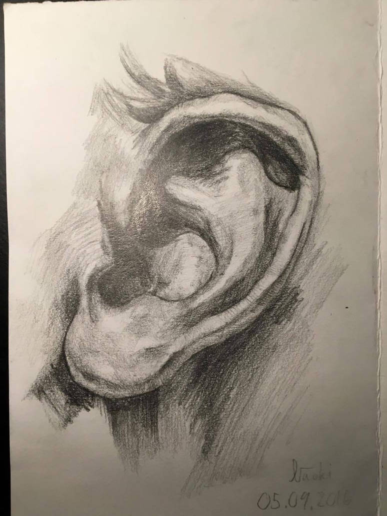 Ear study from school. :^) by DrawingMuffins on DeviantArt