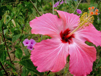 Pink Flower