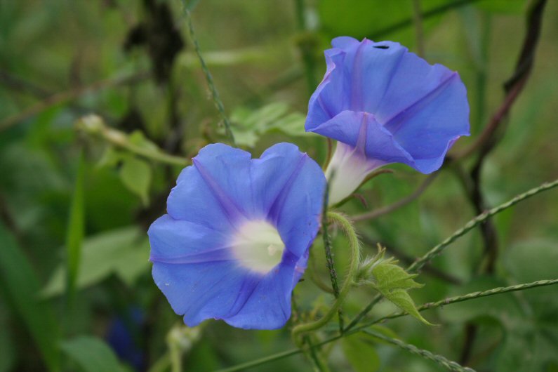 Morning Glories