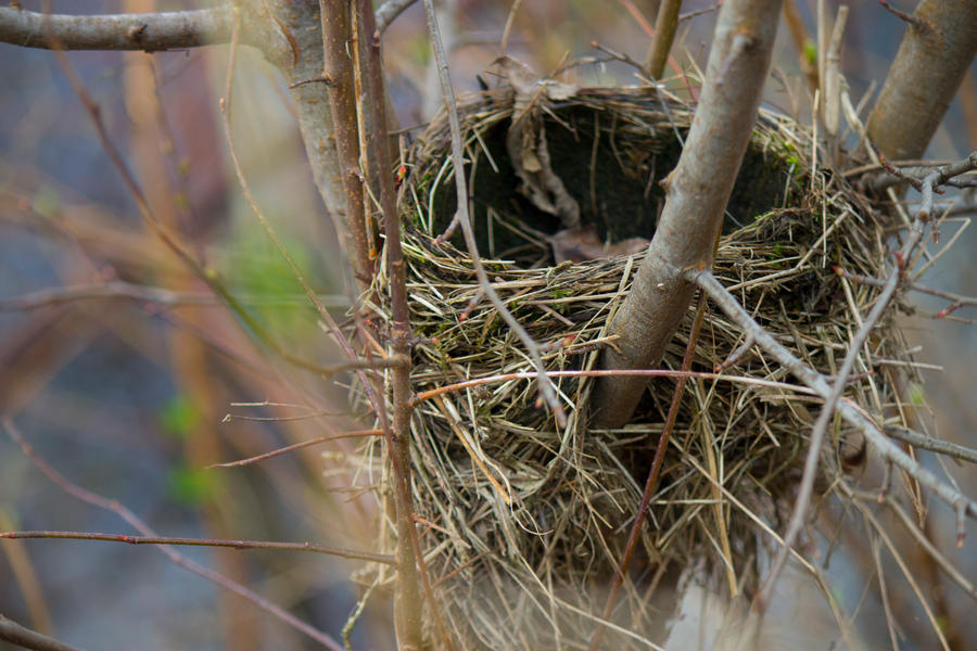 Nestled In The Bushes