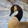 Puppy-eyed Goose