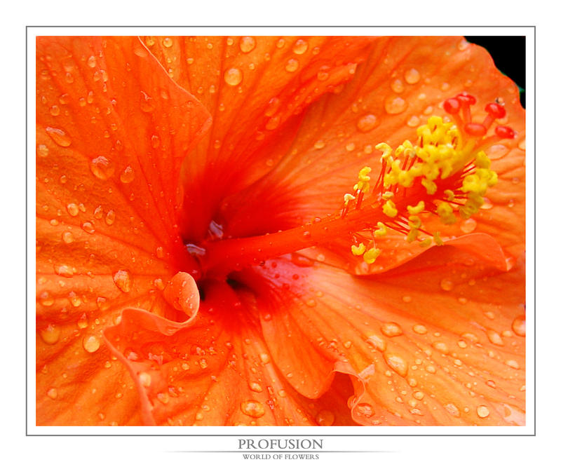 World Of Flowers: Profusion by Elgaris on DeviantArt
