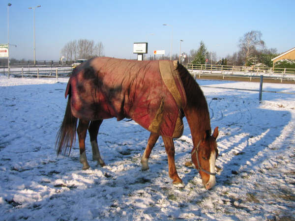 Bonfira in the snow