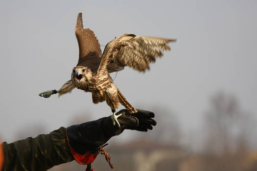 Falconry I