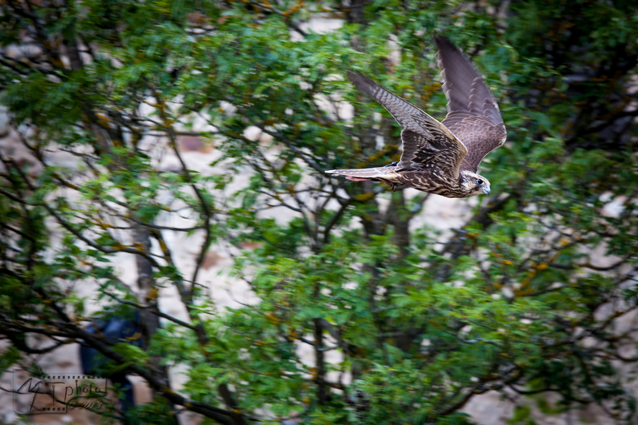 Falcon Flight