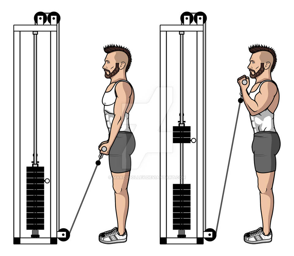 Curl port. Cable Bicep Curls. Cable Curls упражнение. Single-Arm Cable Curl. Straight Bar Cable Curl.