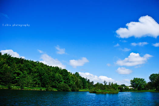 green trees and blue skies