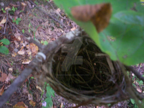 Little Birds Nest