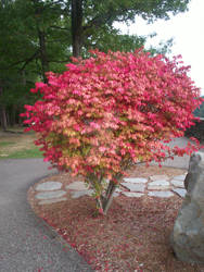 A Very Pink Bush