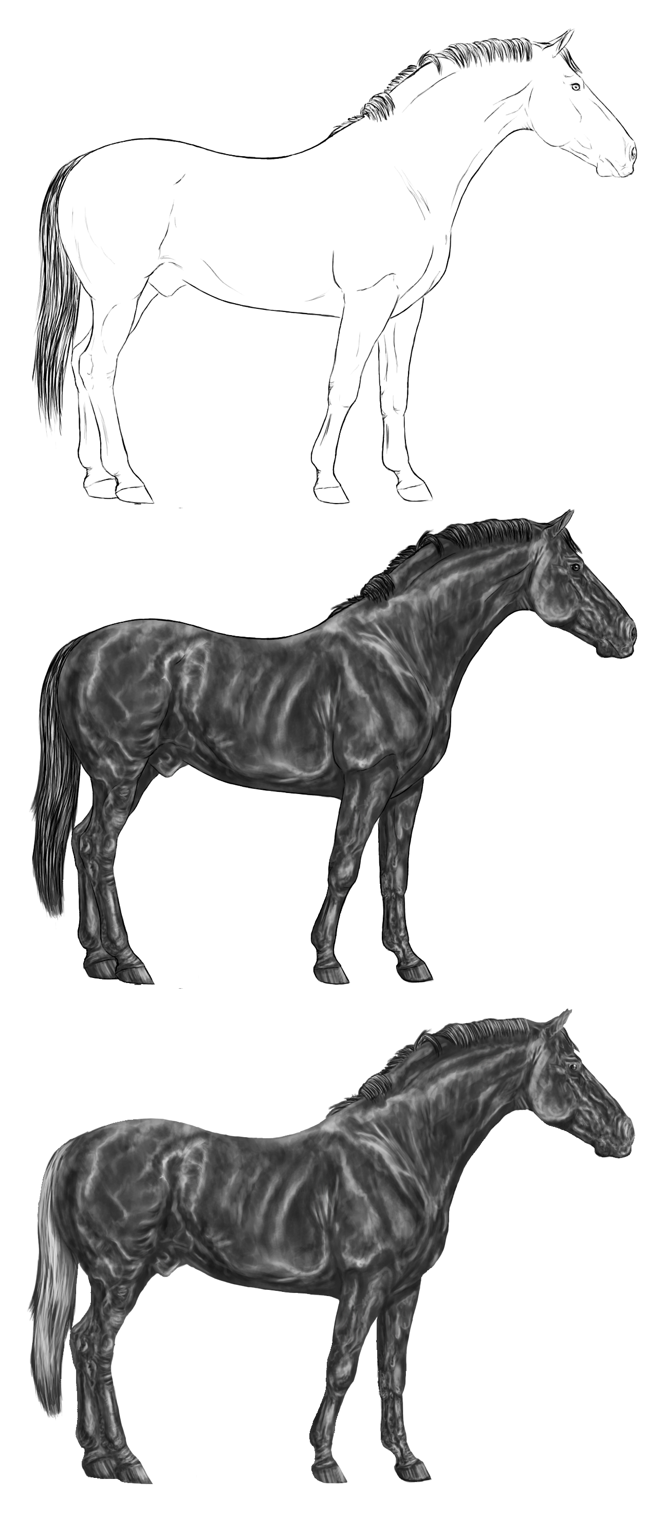 Warmblood Stallion Greyscale