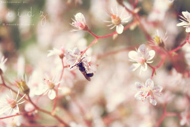 little pink flowers.