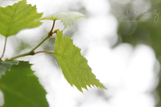 green leaves.