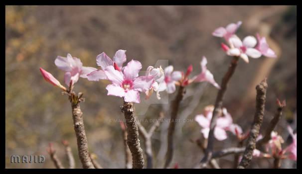 Flowers on Socotra