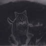 Solarized Kitty