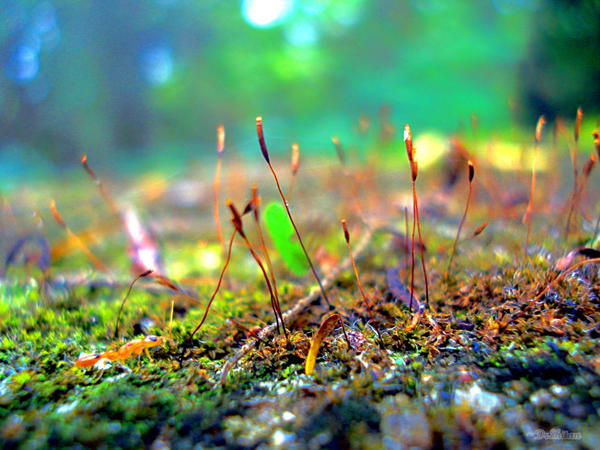 Tiny Forest II