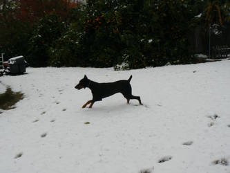 Max playing in the snowwww