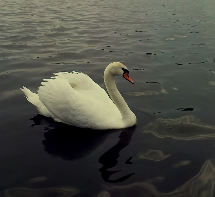 swan