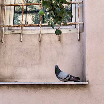 Pigeon on a window