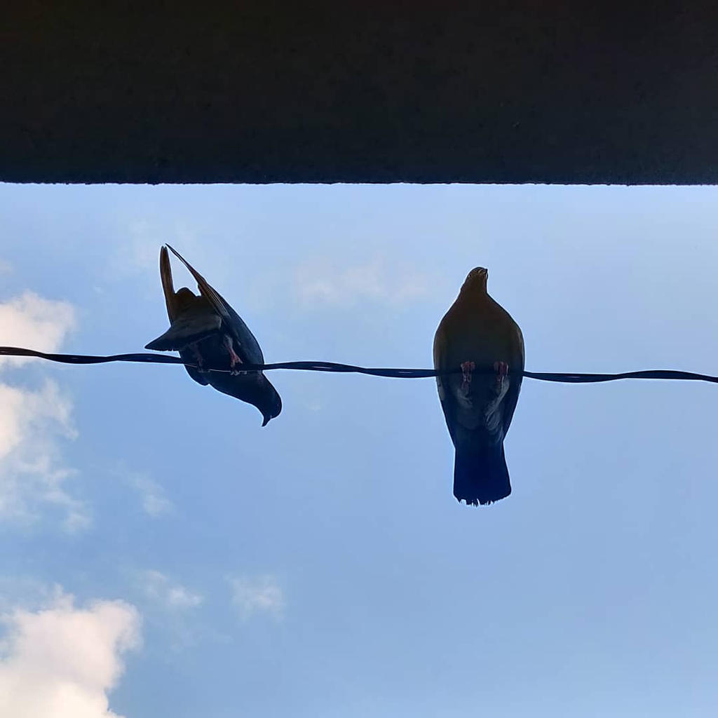 Pigeons on a wire