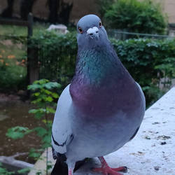 Pigeon at dusk