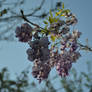 Wisteria