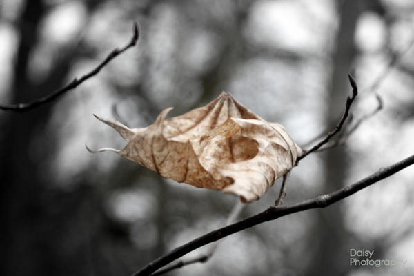 Death In Spring Death in Spring by Daisy94 on DeviantArt