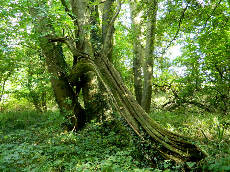 Natures Playground