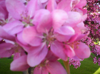 Cherry Blossoms